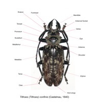 Cerambycidae Prioninae Tithoes confinis Vue dorsale